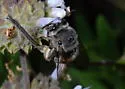 Habropoda depressa - photo 3