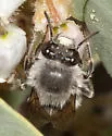Habropoda depressa - photo 4