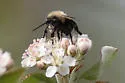 Blueberry Digger Bee