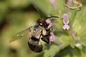 Blueberry Digger Bee - photo 2