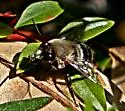 Blueberry Digger Bee - photo 3