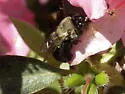 Blueberry Digger Bee - photo 4