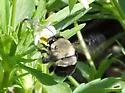 Blueberry Digger Bee - photo 5