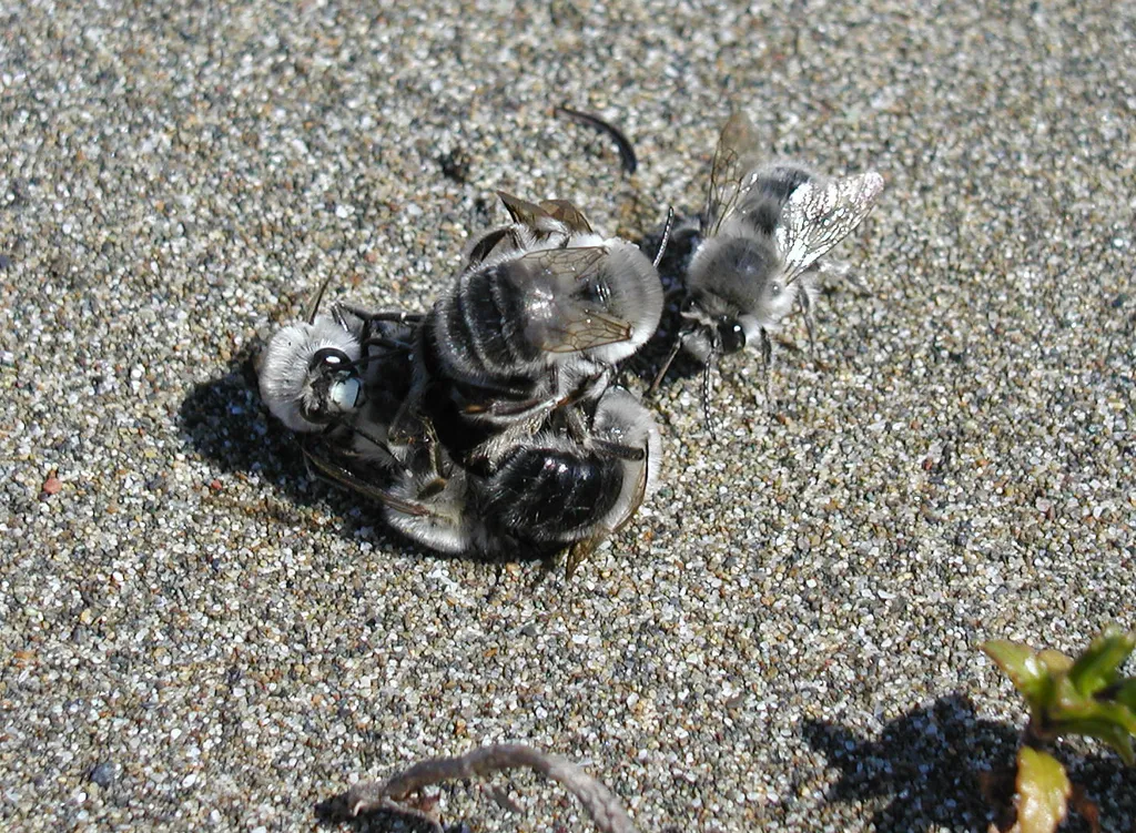 Habropoda miserabilis - photo 2
