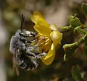 Habropoda pallida