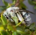 Habropoda pallida - photo 2
