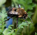 Habropoda tristissima