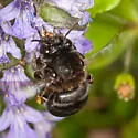 Habropoda tristissima - photo 4