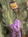 Habropoda tristissima - photo 5