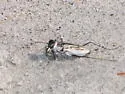 Eastern Beach Tiger Beetle - photo 2