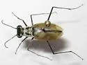 Eastern Beach Tiger Beetle - photo 3