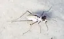 Eastern Beach Tiger Beetle - photo 4