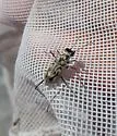 Eastern Beach Tiger Beetle - photo 5