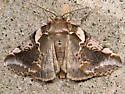 Glorious Habrosyne - Hodges#6236