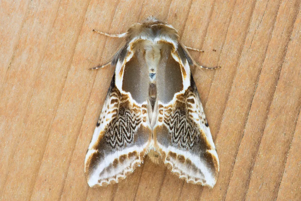 Lettered Habrosyne Moth - photo 2