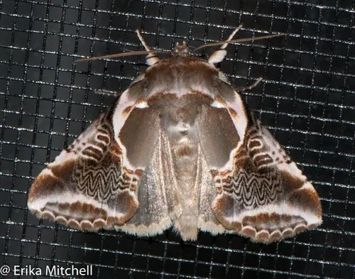 Lettered Habrosyne Moth - photo 5