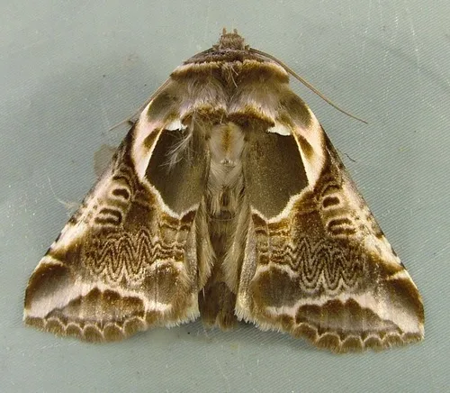 Lettered Habrosyne Moth - photo 6