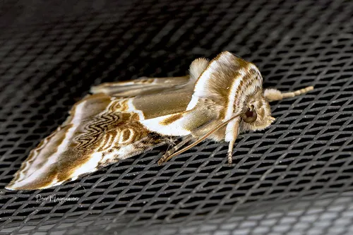 Lettered Habrosyne Moth - photo 7