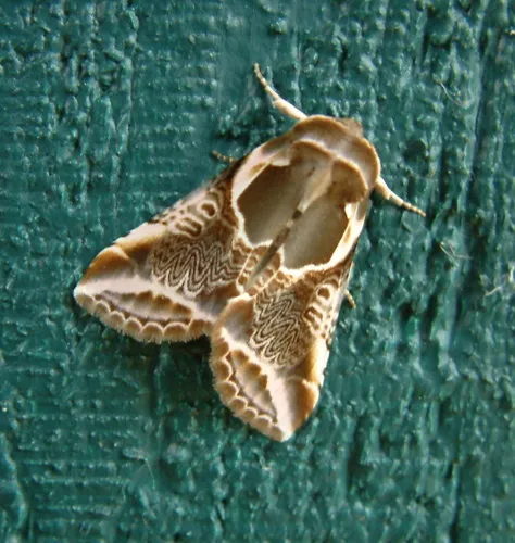 Lettered Habrosyne Moth - photo 8