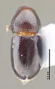 Habroxenus politus