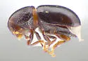 Habroxenus politus - photo 2