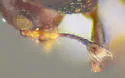 Habroxenus politus - photo 4