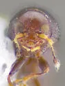 Habroxenus politus - photo 5