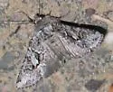 Sutrina Moth - Hodges#10324