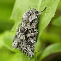 Sutrina Moth - Hodges#10324 - photo 2
