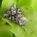 Sutrina Moth - Hodges#10324 - photo 3