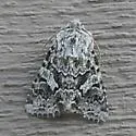 Sutrina Moth - Hodges#10324 - photo 4