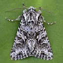 Sutrina Moth - Hodges#10324 - photo 5