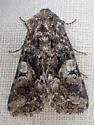 Hadena caelestis - Hodges#10322.1