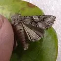 Capsule Moth - Hodges#10317
