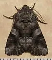Capsule Moth - Hodges#10317 - photo 2