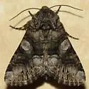 Capsule Moth - Hodges#10317 - photo 3