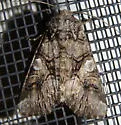 Capsule Moth - Hodges#10317 - photo 4