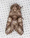 Capsule Moth - Hodges#10317 - photo 5