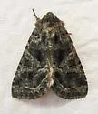 Campion Coronet - Hodges#10316 - photo 2