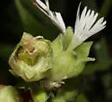 Campion Coronet - Hodges#10316 - photo 5