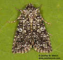 Hadena lafontainei - Hodges#10317.1 - photo 2