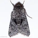 Hadena plumasata - Hodges#10323 - photo 3