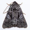 Hadena plumasata - Hodges#10323 - photo 5