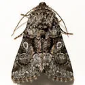 Hadena siskiyou - Hodges#10323.3 - photo 4