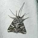 Hadena variolata - Hodges#10326