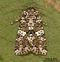 Hadena variolata - Hodges#10326 - photo 5