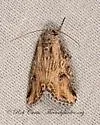 Hadenella pergentilis - Hodges#10221 - photo 3