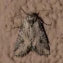 Hadenella pergentilis - Hodges#10221 - photo 4
