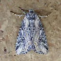 Hadenella pergentilis - Hodges#10221 - photo 5