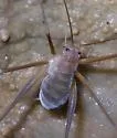 Barr's Cave Cricket